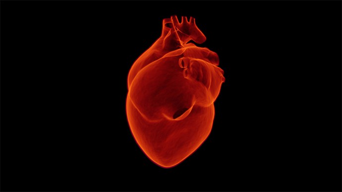 Rebuilding The Heart’s Coating With Stem Cells