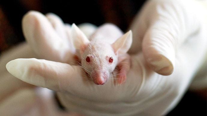 Stem Cell Research: Mice Cured of Parkinson's