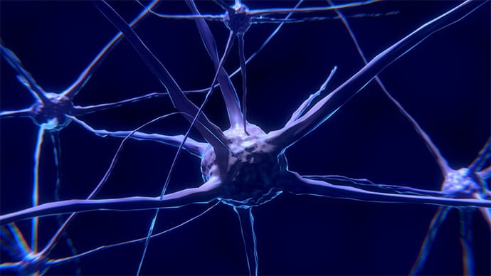 Motor Neurons Explained